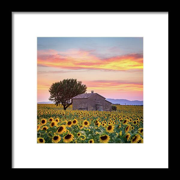 Provence Framed Print featuring the photograph Provence, sunflowers by Francesco Riccardo Iacomino