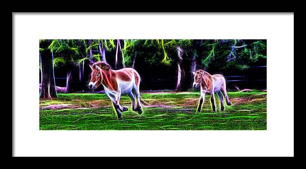 Tarongah Western Plains Zoo Framed Print featuring the photograph Przewalski's Horse Feels The Earth by Miroslava Jurcik