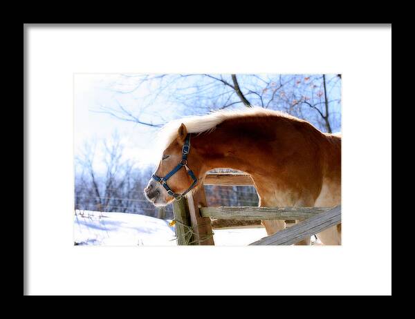 Horse Framed Print featuring the photograph Pssssssh.....It's Not Cold by Angela Rath