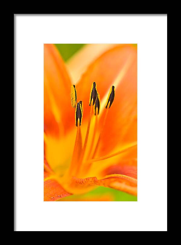Daylily Framed Print featuring the photograph Psychedelic Daylily by Onyonet Photo studios