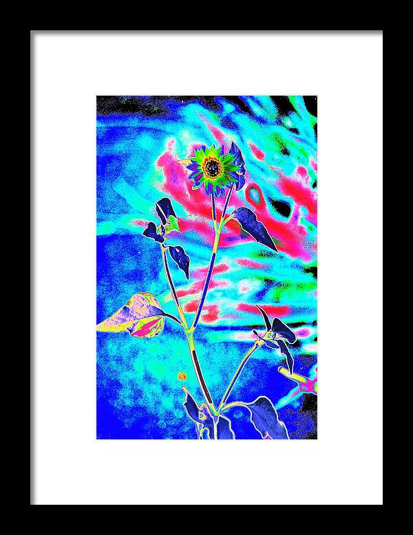Psychedelicized Daisy Framed Print featuring the photograph Psycho Daisy by Richard Henne
