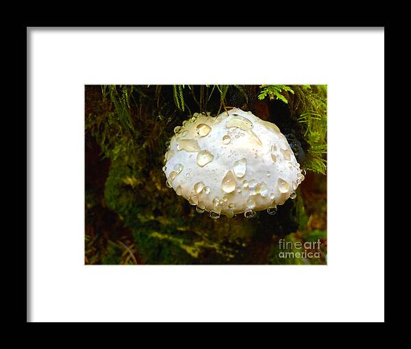 Photography Framed Print featuring the photograph Puff Ball by Sean Griffin