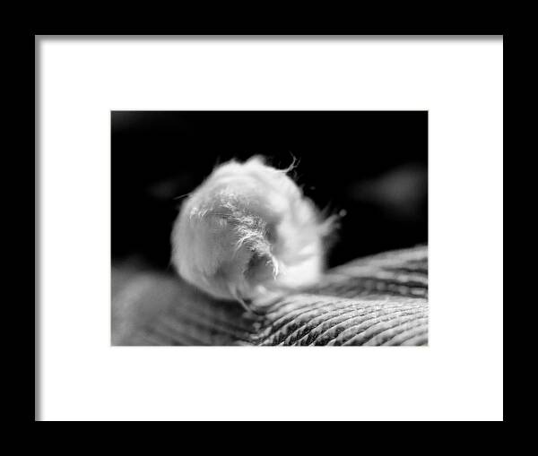 Cotton Framed Print featuring the digital art Puff Paw by Kathleen Illes