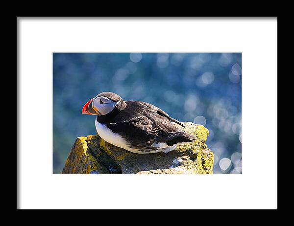 Puffin Framed Print featuring the photograph Puffin by Matthias Hauser