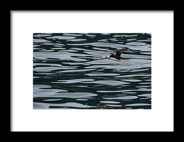 Puffin Framed Print featuring the photograph Puffin with Dinner by Erika Fawcett