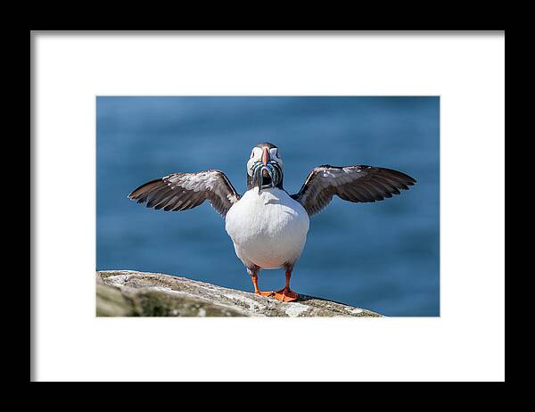 Atlantic Puffin Framed Print featuring the photograph Puffin with fish for tea by Anita Nicholson