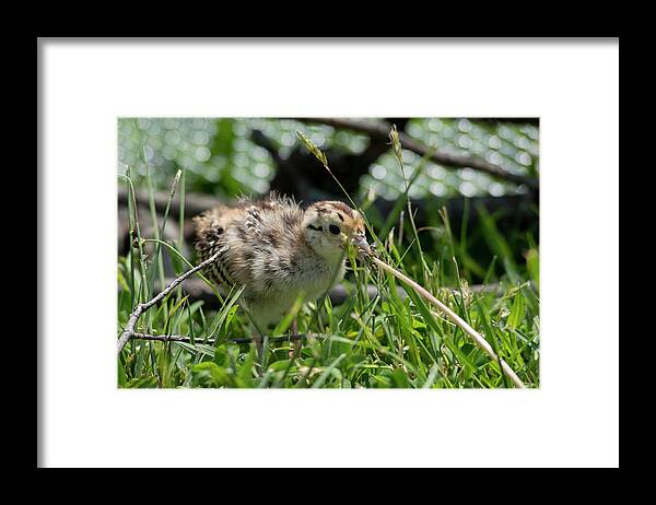 Ring-necked Pheasant Framed Print featuring the photograph Pulling on the weed by Dan Friend