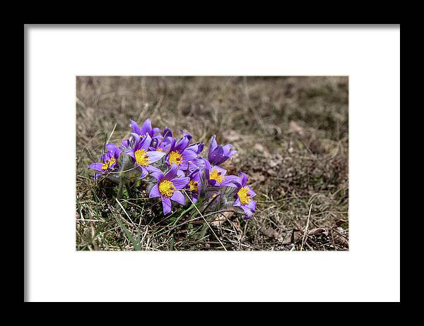 Nature Framed Print featuring the photograph Pulsatilla by Andreas Levi