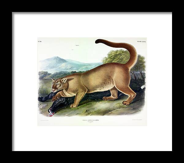 The Cougar Framed Print featuring the painting Puma by John James Audubon
