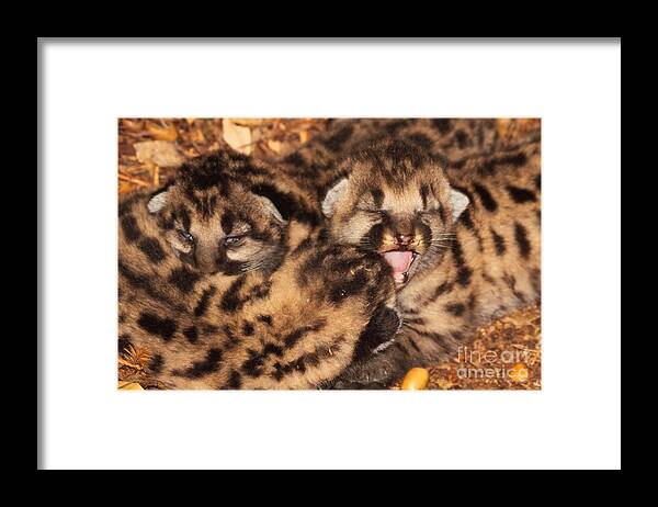 Baby Framed Print featuring the photograph Puma Kitten Calling by Max Allen