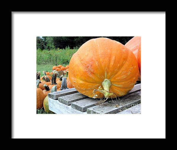 Pumpkins Framed Print featuring the photograph Pumpkin Picking by Janice Drew