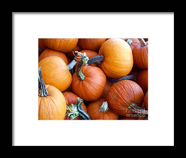 Pie Pumpkins Framed Print featuring the photograph Pumpkin Pie Anyone by Carol Komassa