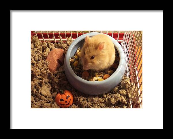 Hamster Framed Print featuring the photograph Pumpkin With Pumpkin by Denise F Fulmer