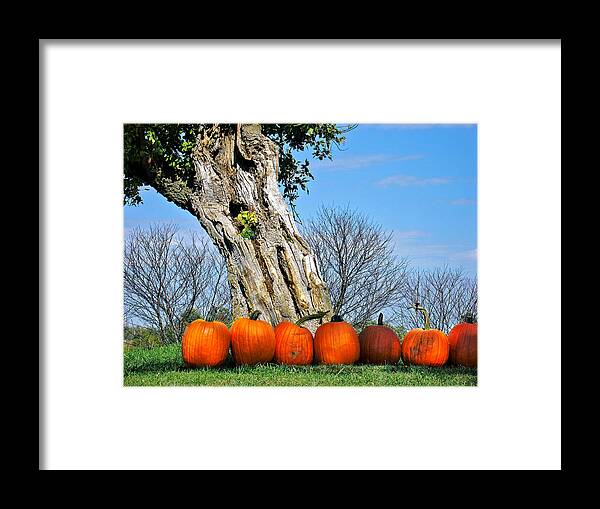 Landscape Framed Print featuring the photograph Pumpkins in a Row by Steve Karol