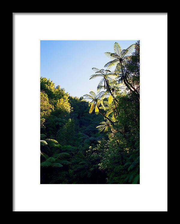 New Zealand Framed Print featuring the photograph Punga Tree Ferns by Kevin Smith