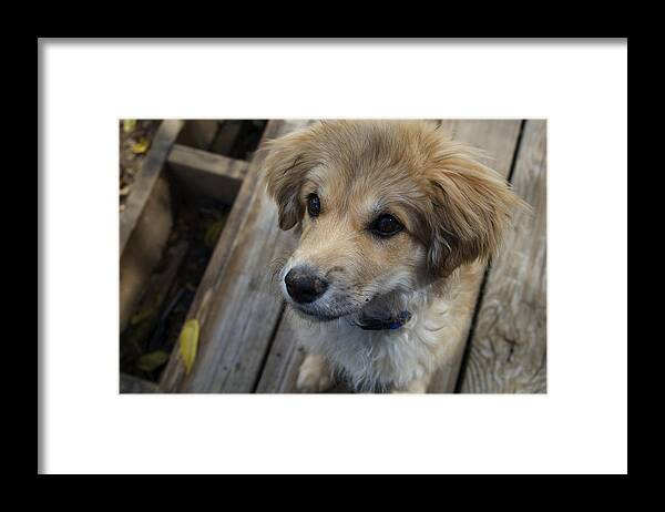 Puppy Framed Print featuring the photograph Pup Treat Face by Brooke Bowdren