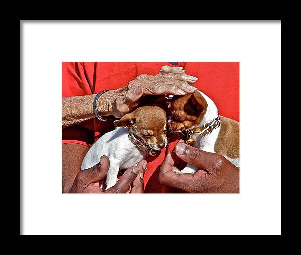 Dogs Framed Print featuring the photograph Puppy Love by Diana Hatcher