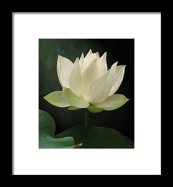 Floral Framed Print featuring the photograph Pure Lotus by Deborah Smith