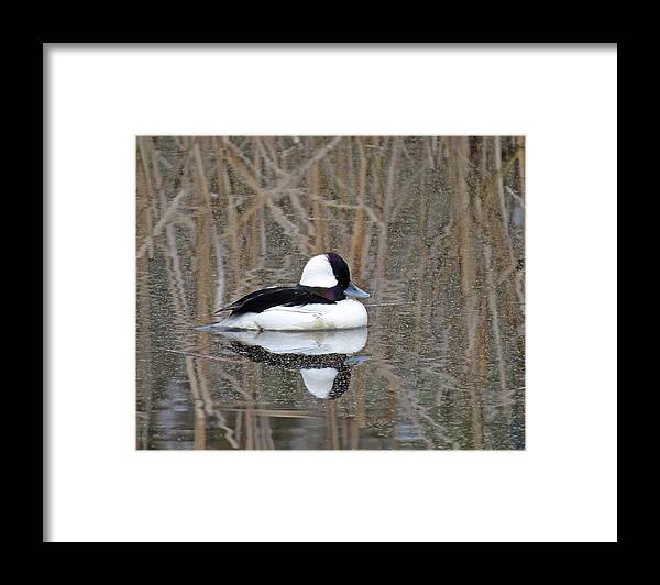 Bufflehead Framed Print featuring the photograph Pure Nature by I'ina Van Lawick