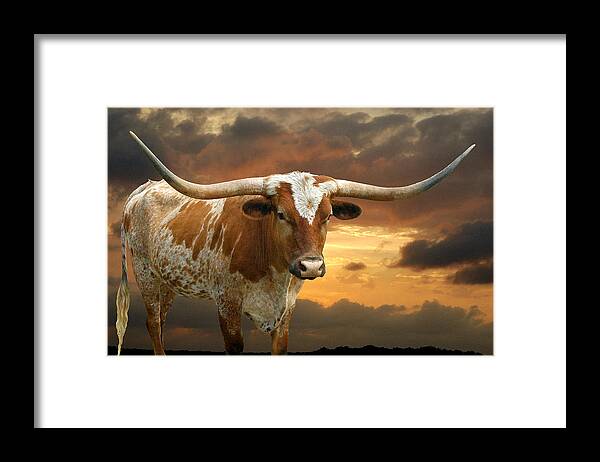Texas Framed Print featuring the photograph Ready to Rumble #1 by Robert Anschutz