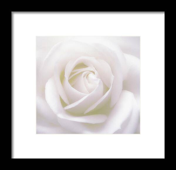 Rose Framed Print featuring the photograph Fresh And White by Johanna Hurmerinta