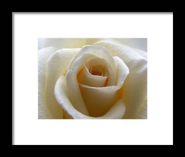 Rose Framed Print featuring the photograph Purity by Amy Fose