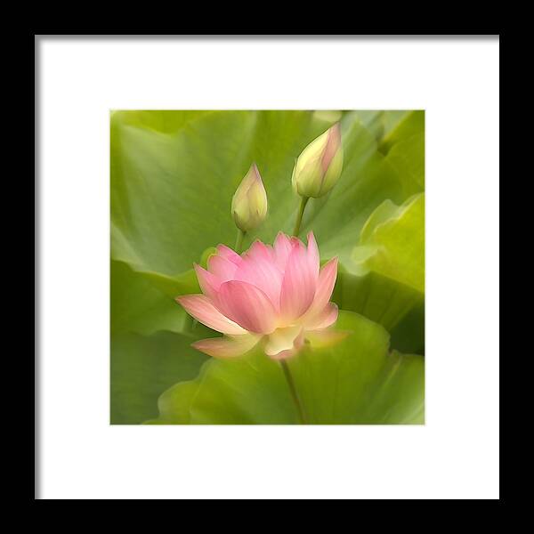 Pink Lotus Flower Framed Print featuring the photograph Purity Reborn by John Poon