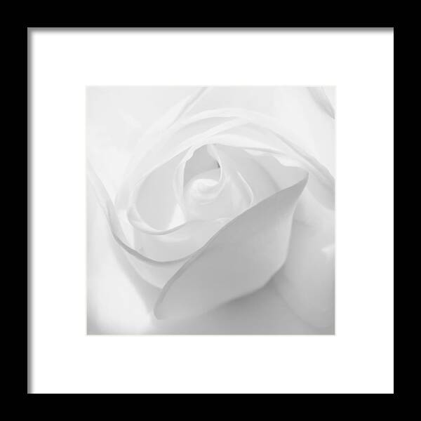 Kj Swan Flowers And Plants Framed Print featuring the photograph Purity - White Rose by KJ Swan