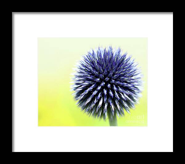 Purple Framed Print featuring the photograph Purple Allium 4 by Jimmy Ostgard