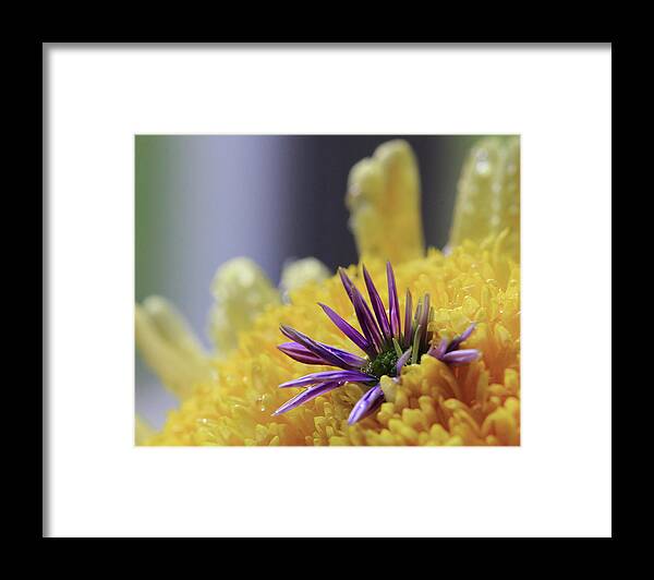 Purple And Yellow Floral Framed Print featuring the photograph Purple and Yellow Floral by Angela Murdock