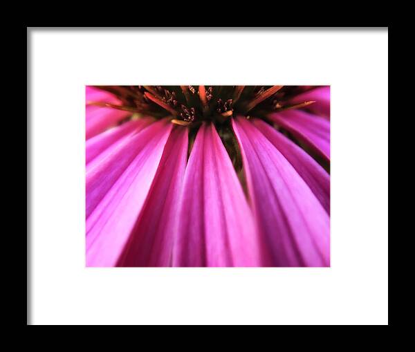 Spring Framed Print featuring the photograph Purple beauty by Eduard Moldoveanu