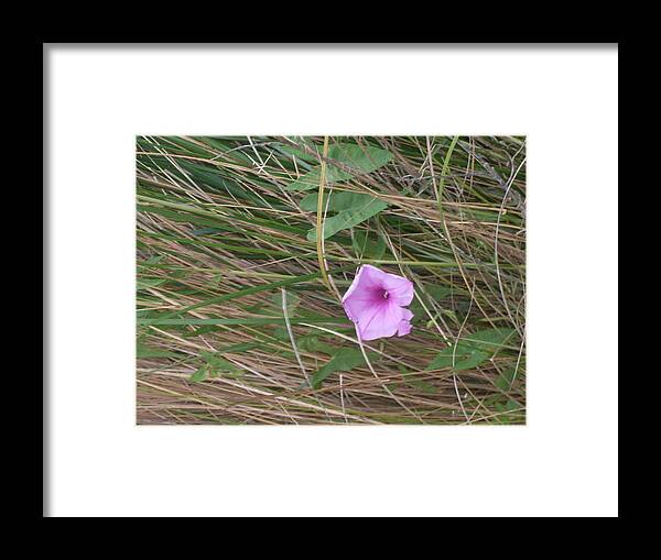Flower Framed Print featuring the photograph Purple Beauty by Warren Thompson
