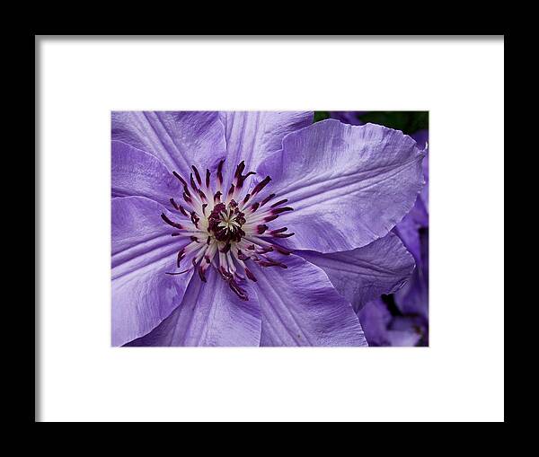 Flowers Framed Print featuring the photograph Purple Clematis Blossom by Louis Dallara