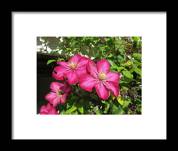 Clematis Framed Print featuring the photograph Purple Clematis by Rosita Larsson