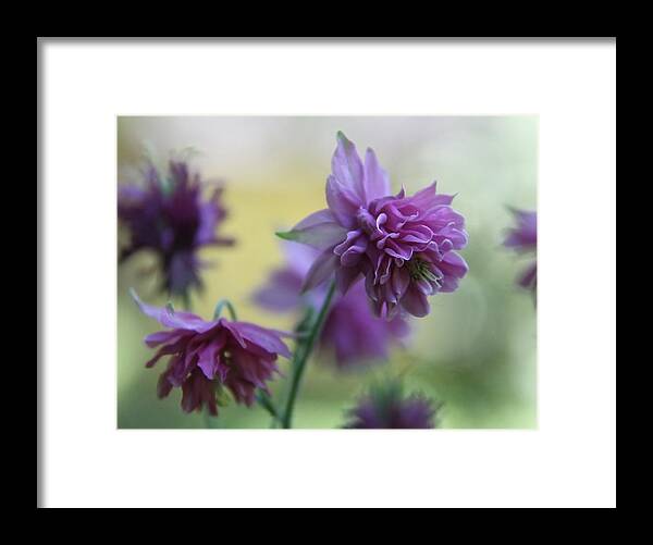 Aqualegia Framed Print featuring the photograph Purple Columbine by Andrea Lazar