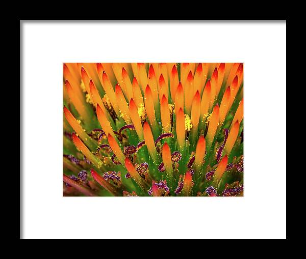 Flower Framed Print featuring the photograph Purple Cone Flower Closeup by Brad Boland