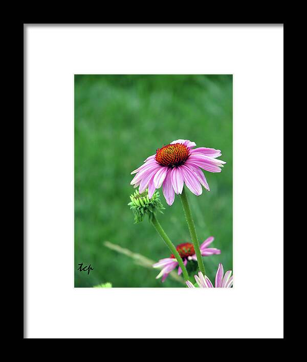 Purple Framed Print featuring the photograph Purple Cone by Traci Cottingham