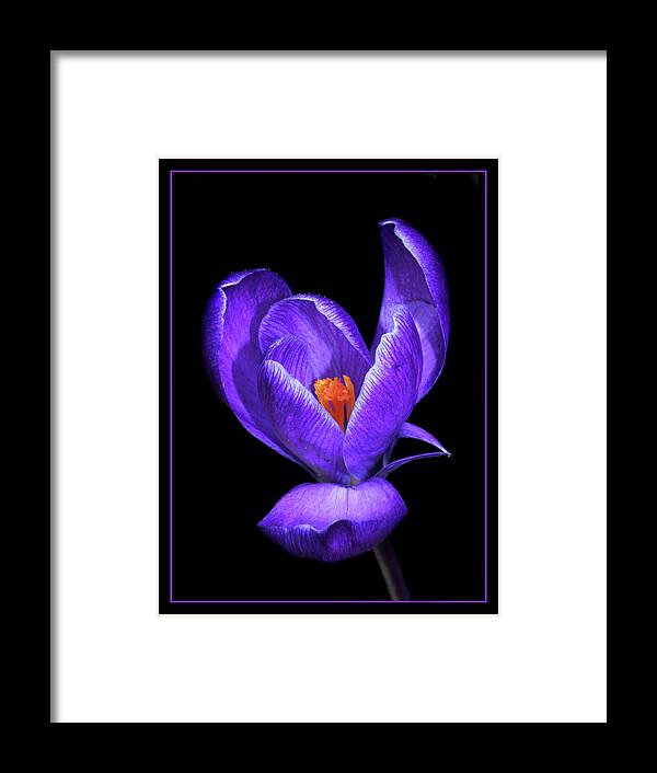 Purple Crocus Framed Print featuring the photograph Purple Crocus by Carolyn Derstine