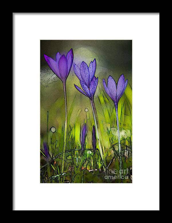 Bloom Framed Print featuring the photograph Purple Crocus Flowers by Jean Bernard Roussilhe