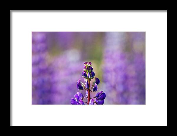 Flowers Framed Print featuring the photograph Purple by Darryl Hendricks