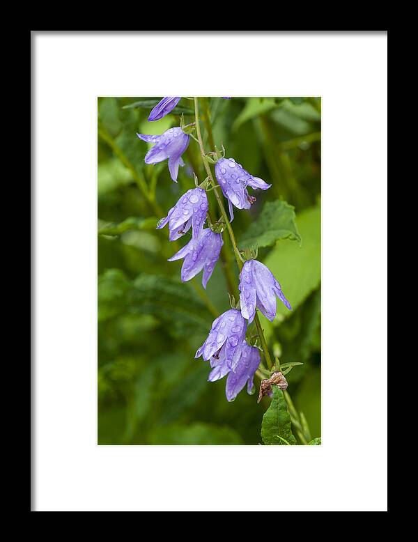 Bonneyvillemills Park Framed Print featuring the photograph Purple dew drops by Brian Green