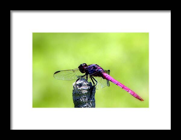 Purple Framed Print featuring the photograph Purple Dragon by Terri Mills