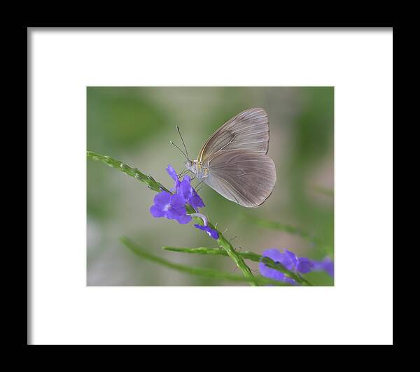 Butterfly Framed Print featuring the photograph Purple Drink by Artful Imagery