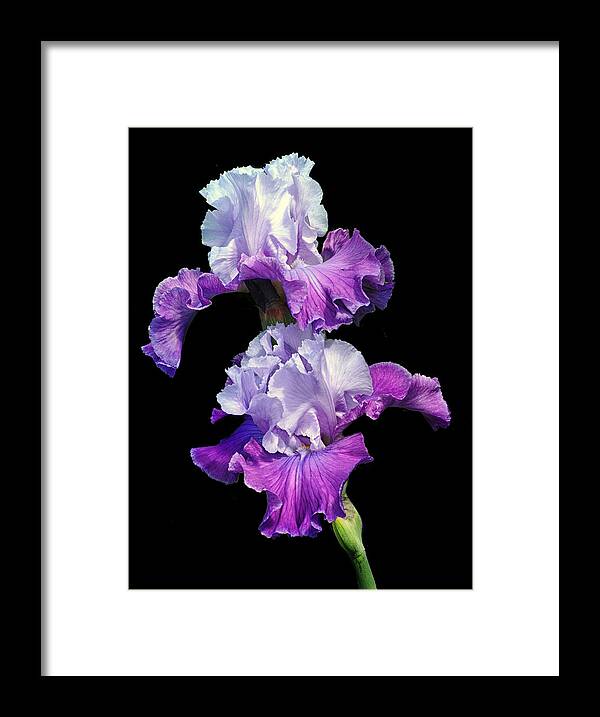 Purple Iris.iris Framed Print featuring the photograph Purple Duet by Dave Mills