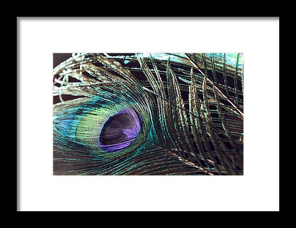 Peacock Feather Framed Print featuring the photograph Purple Feather with Dark Background by Angela Murdock