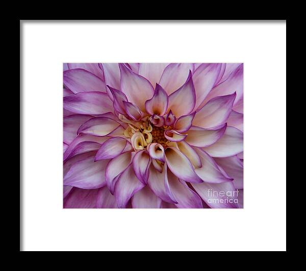 Dahlia Framed Print featuring the photograph Purple Flames by Patricia Strand