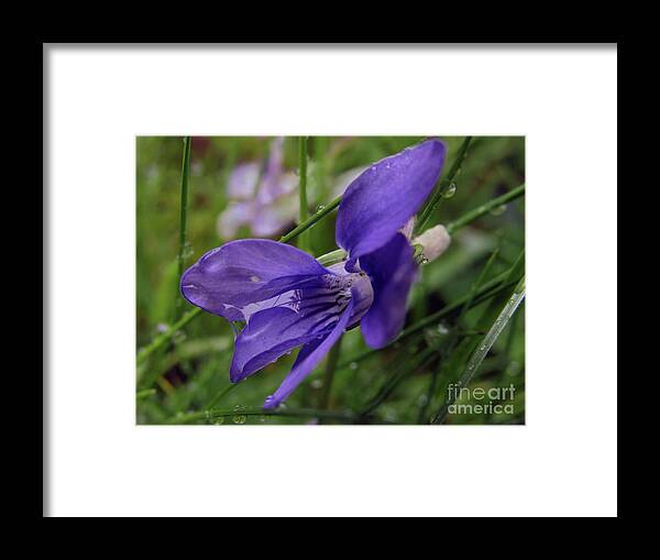 Wild Flowers Framed Print featuring the photograph Purple Flower 2 by Kim Tran