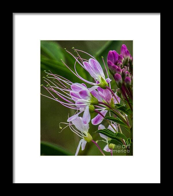 Nature Framed Print featuring the photograph Purple Flower 6 by Christy Garavetto