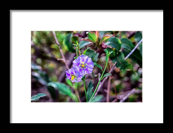 Purple Framed Print featuring the photograph Purple Flower Family by Alison Frank