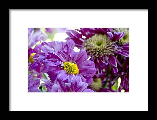 Gerbera Framed Print featuring the photograph Purple Flower in Cold Light. by Elena Perelman